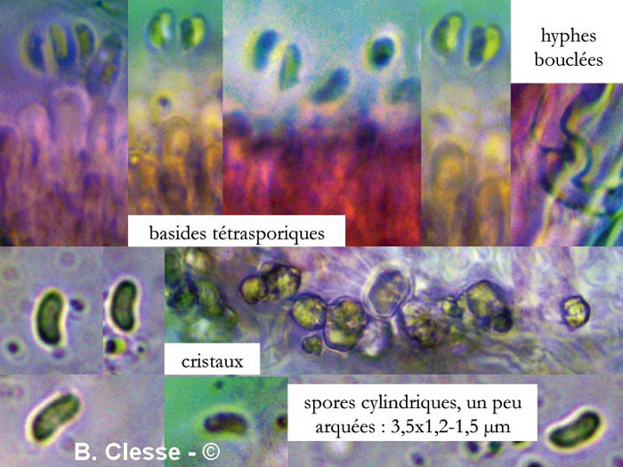 Phlebia aurea (Mycoacia aurea)