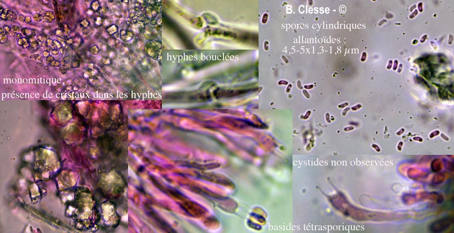 Mycoacia livida (Phlebia livida)