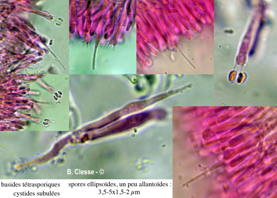 Mycoacia livida (Phlebia livida)
