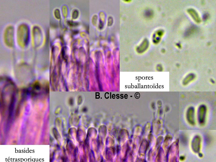 Phlebia rufa