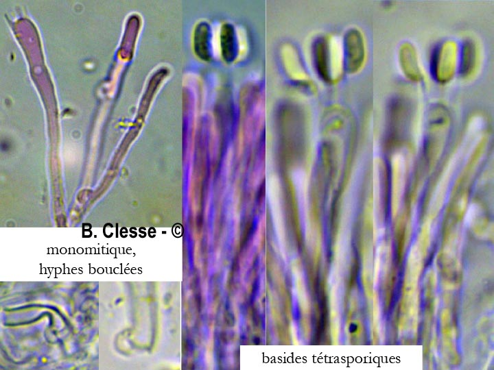 Phlebia rufa