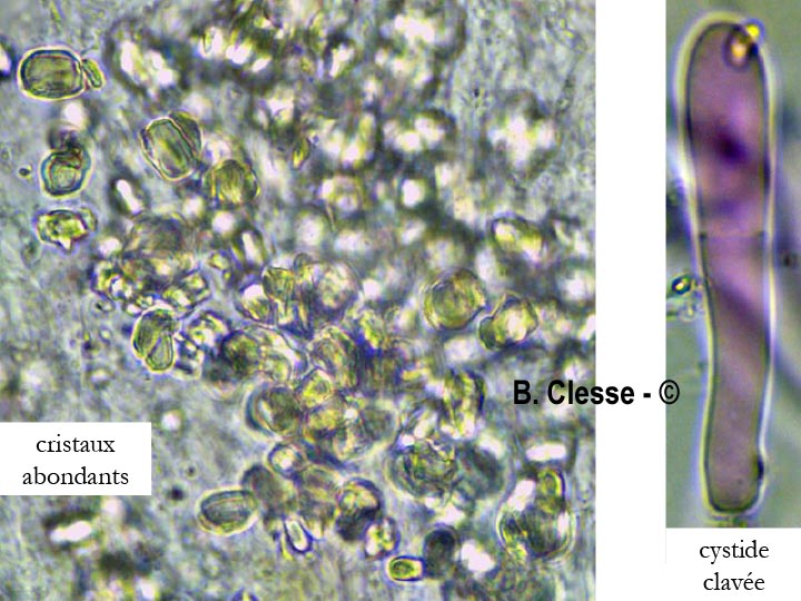 Phlebia rufa