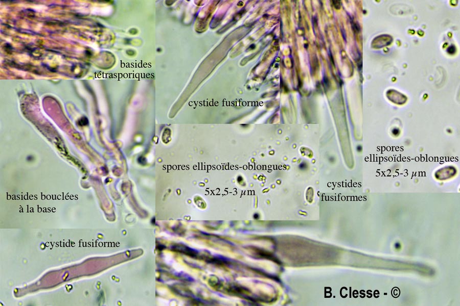 Phlebia subochracea