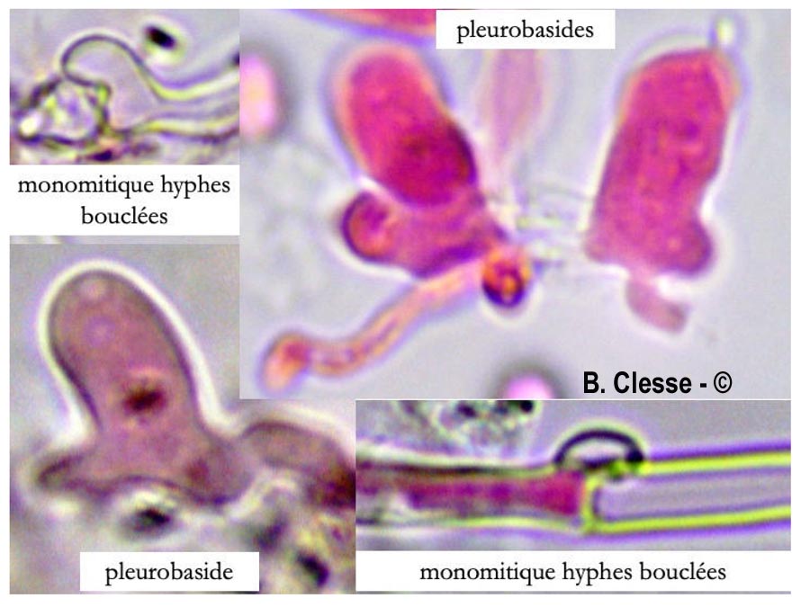 Xenasmatella fibrillosa (Phlebiella fibrillosa)