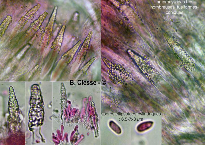 Phlebiopsis gigantea