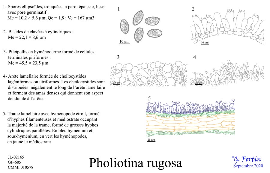 Pholiotina rugosa (Conocybe rugosa)