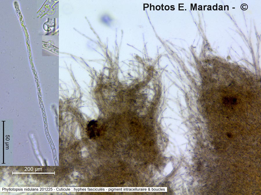 Phyllotopsis nidulans