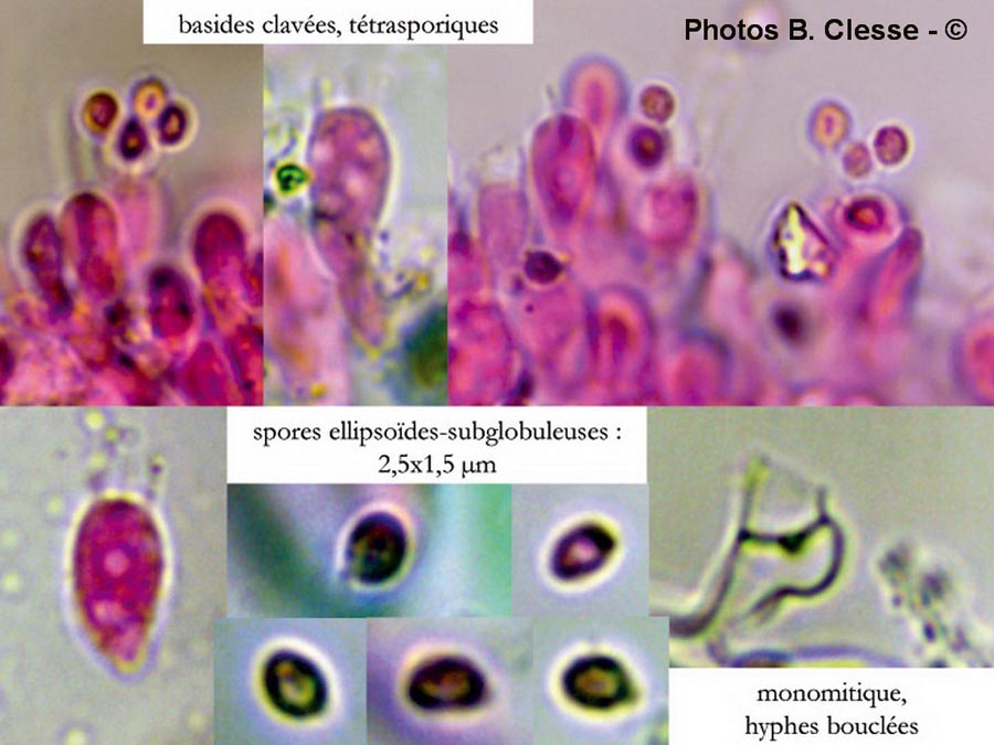 Ceriporiopsis mucida (Porpomyces mucidus)