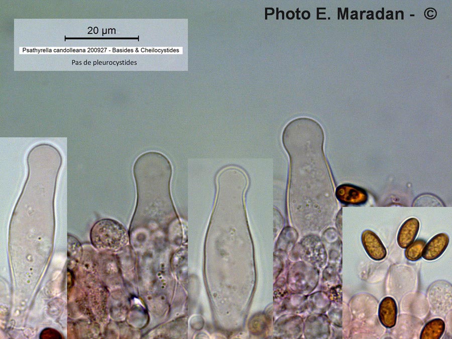 Psathyrella candolleana