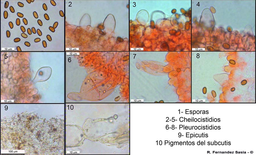 Psathyrella laevissima