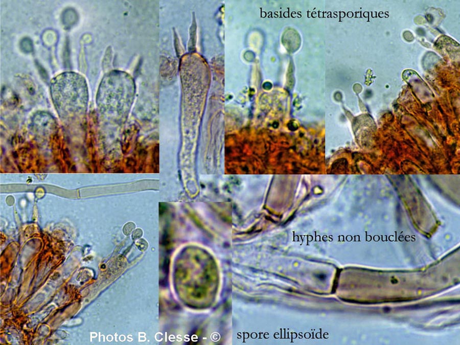 Pseudoclitocybe obbata