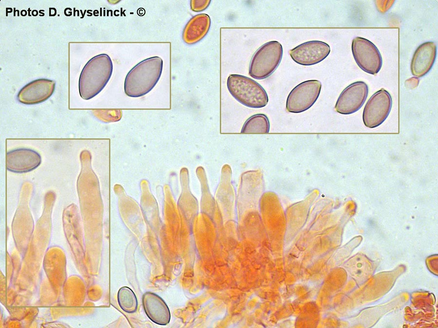 Psilocybe cyanescens