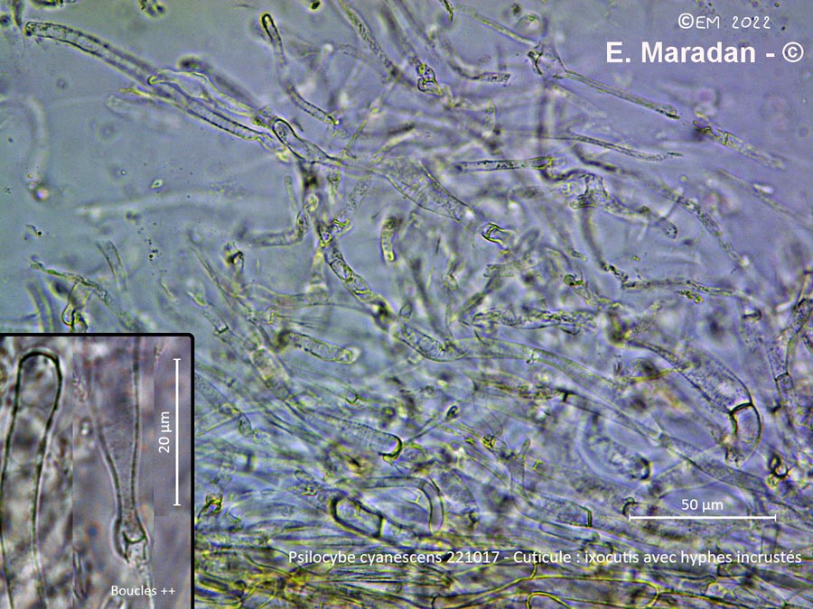 Psilocybe cyanescens