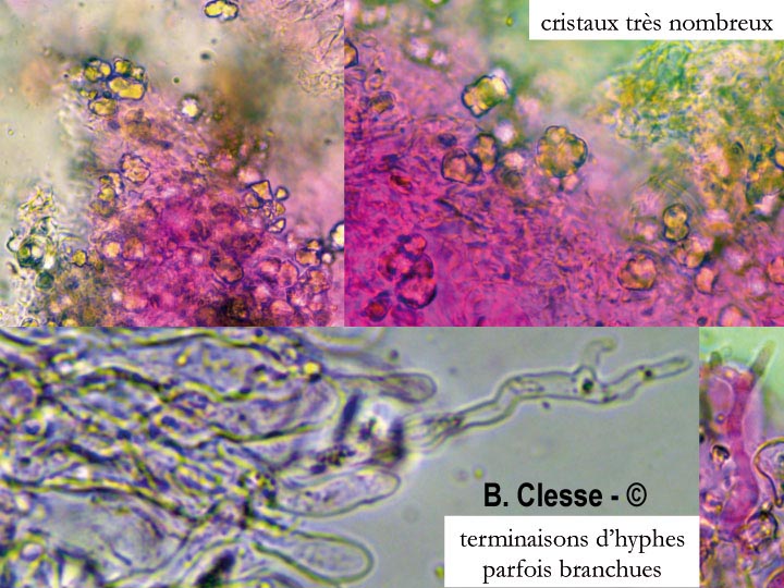 Radulomyces rickii
