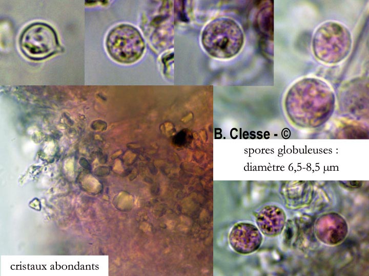 Radulomyces rickii