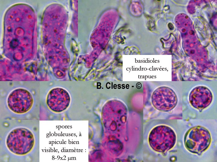 Radulomyces rickii