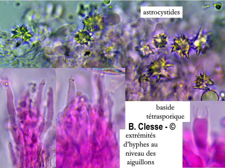 Resinicium bicolor