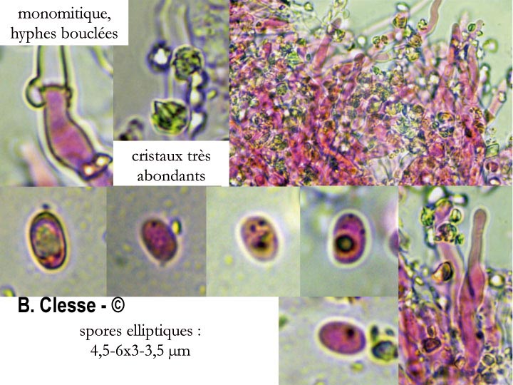 Resinicium furfuraceum