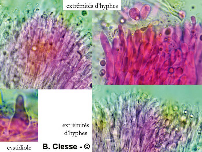 Physisporinus sanguinolentus (Rigidoporus sanguinolentus)