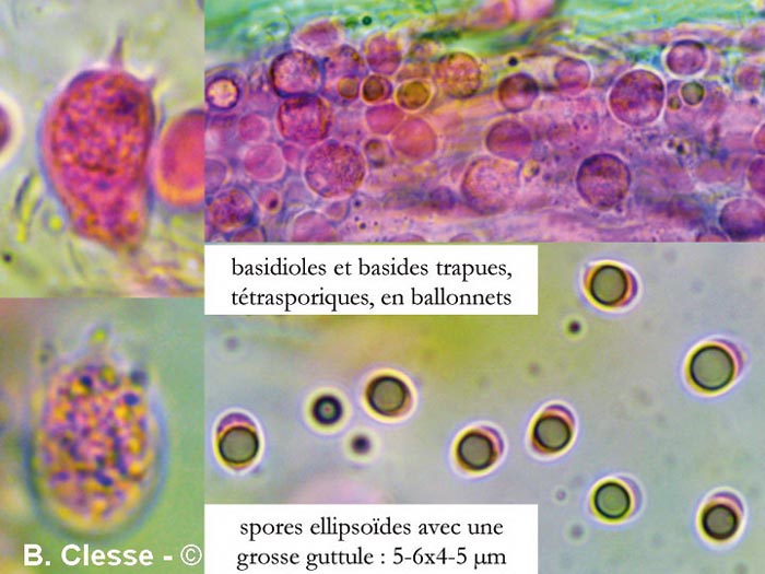 Physisporinus sanguinolentus (Rigidoporus sanguinolentus)