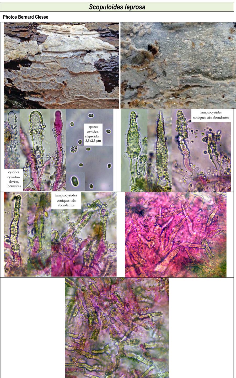 Scopuloides leprosa