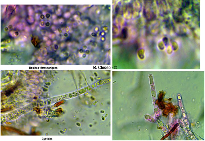Scopuloides rimosa (Peniophora rimosa)