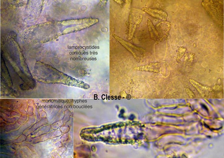 Scopuloides rimosa (Peniophora rimosa)