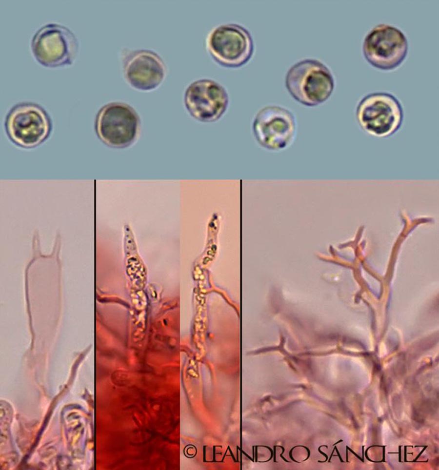 Scytinostroma hemidichophyticum (Scytinostroma portentosum)