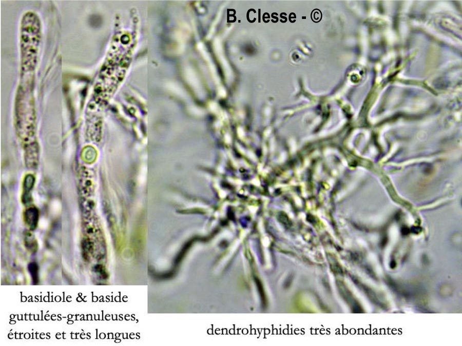 Scytinostroma hemidichophyticum (Scytinostroma portentosum)