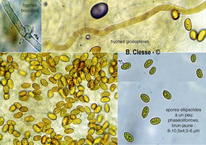 Serpula himantioides