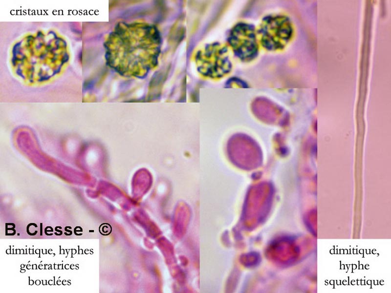 Sidera lenis (Cinereomyces lenis)