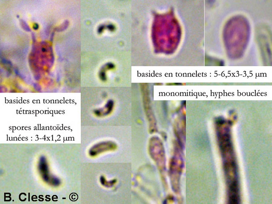 Sidera vulgaris (Skeletocutis vulgaris, Poria vulgaris)