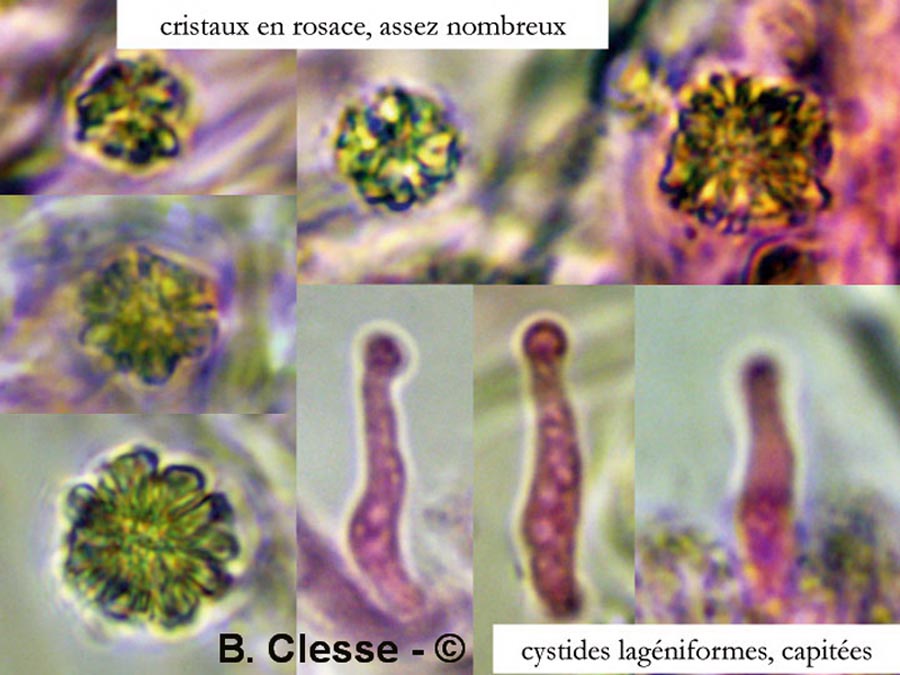 Sidera vulgaris (Skeletocutis vulgaris, Poria vulgaris)