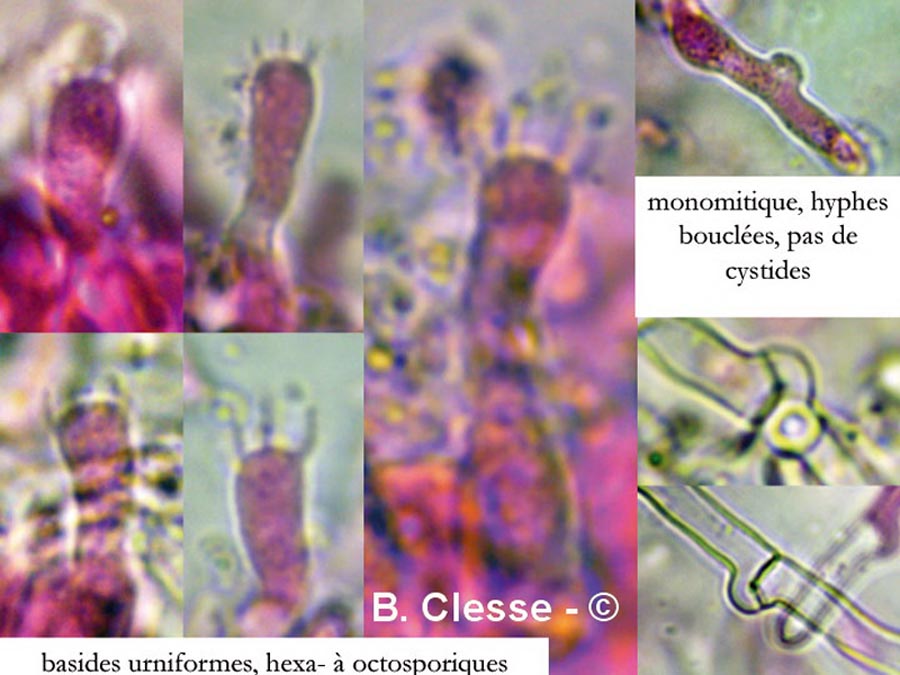 Sistotrema brinkmannii