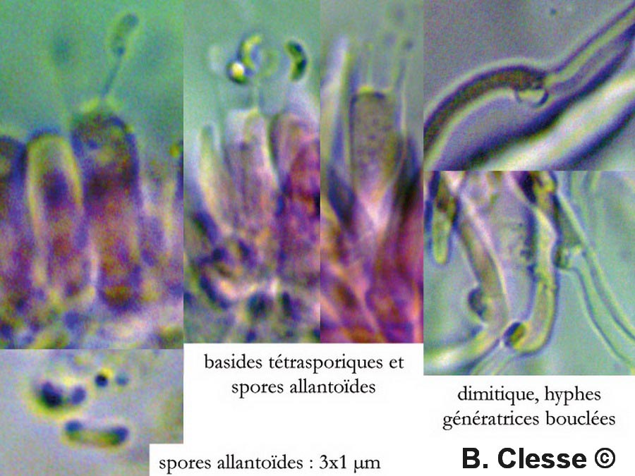 Skeletocutis amorpha