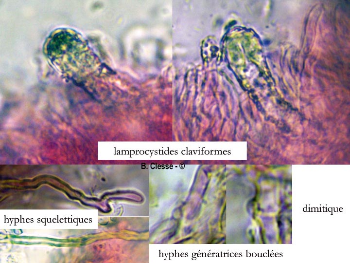 Steccherinum nitidum (Junghuhnia nitida)