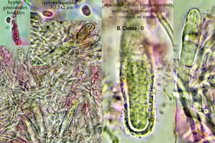 Steccherinum nitidum (Junghuhnia nitida)