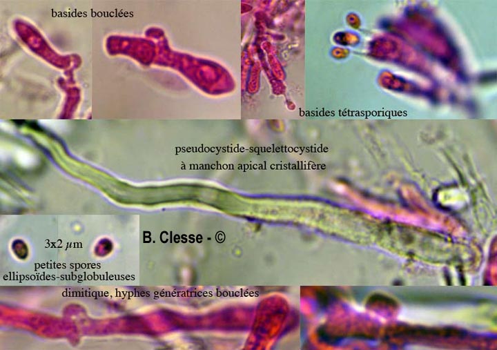 Steccherinum ochraceum