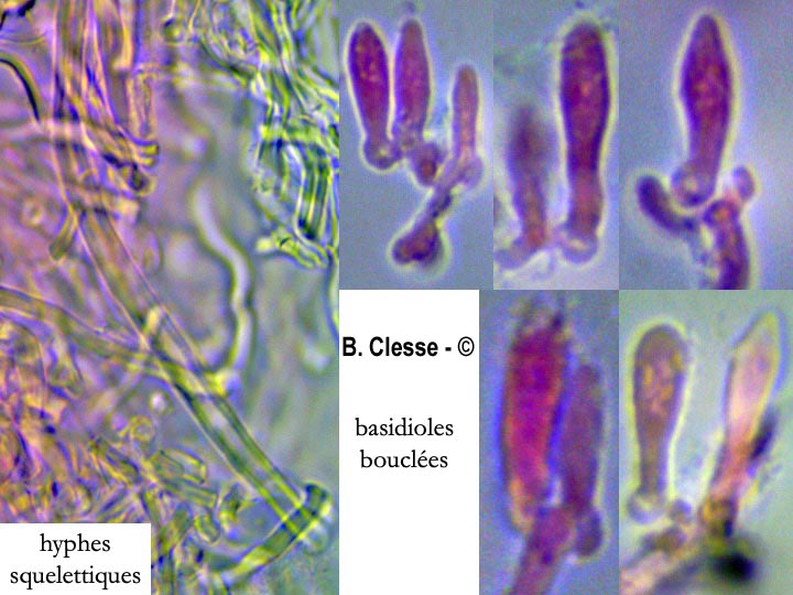 Steccherinum ochraceum