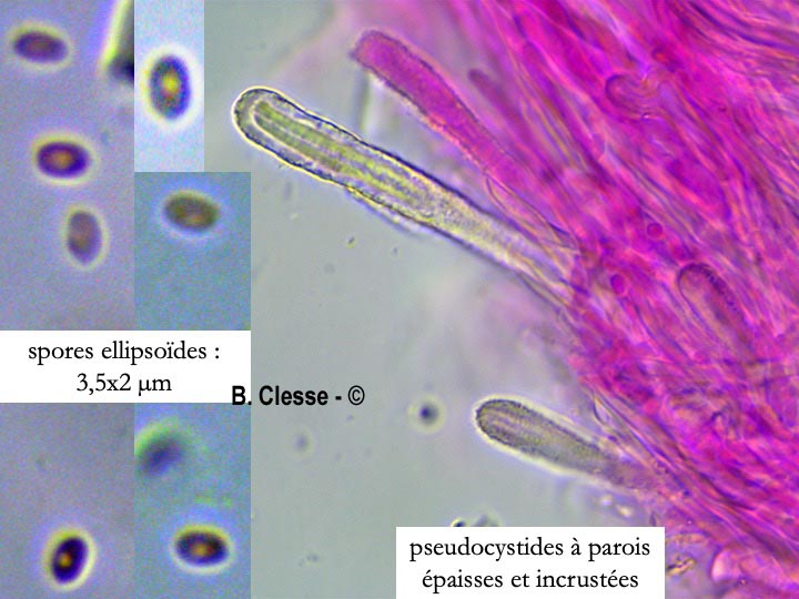 Steccherinum ochraceum