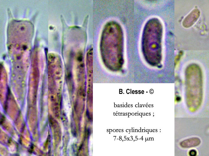 Stereum rugosum