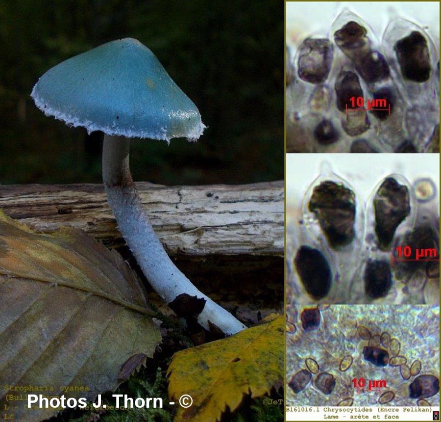 Stropharia caerulea (Stropharia cyanea)