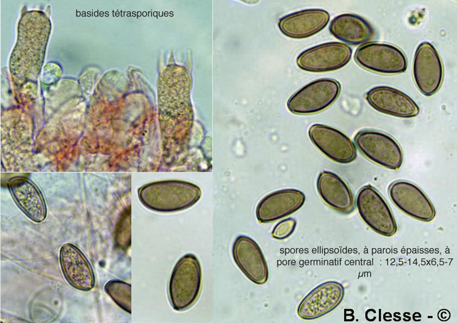 Stropharia squamosa