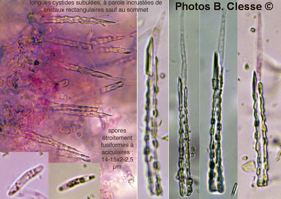 Subulicystidium longisporum