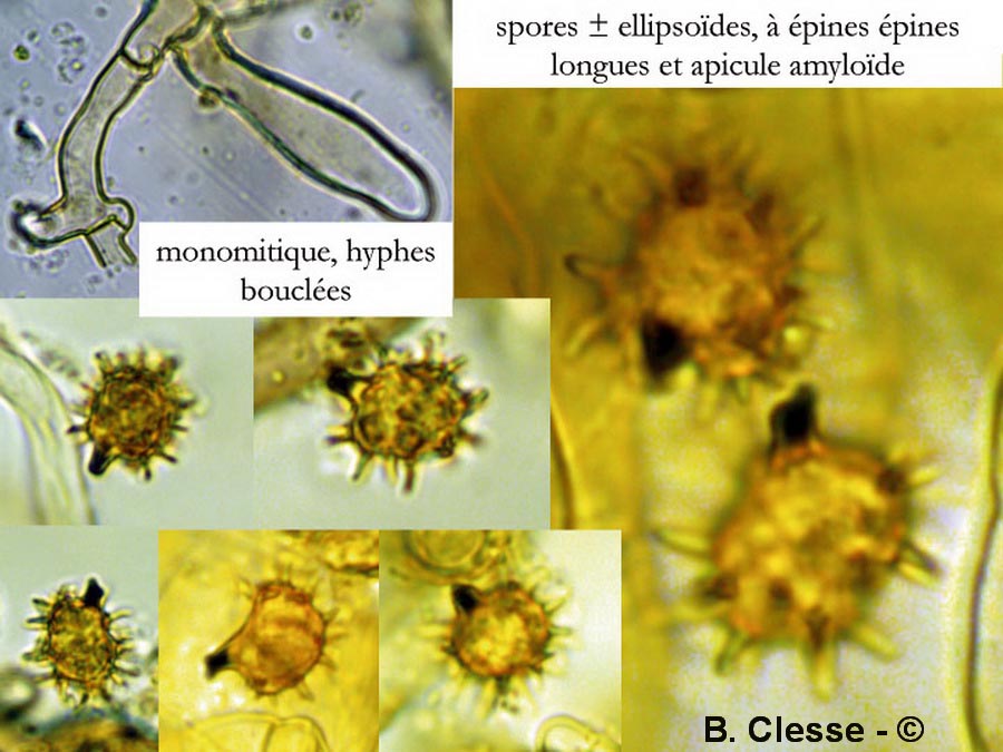 Tomentella bryophila