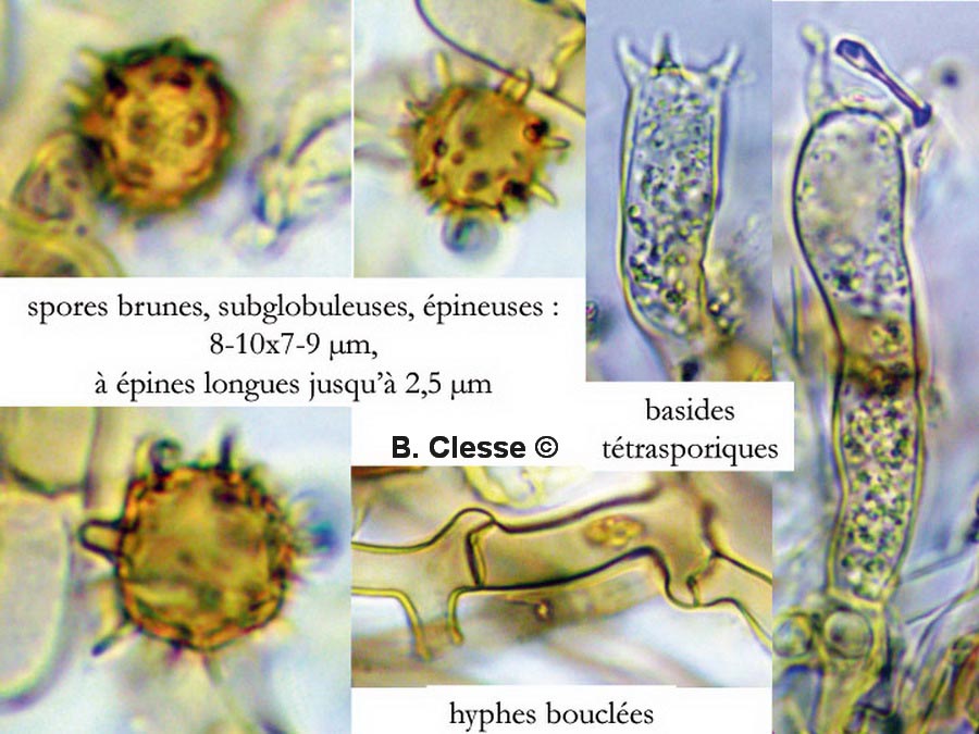 Tomentella bryophila