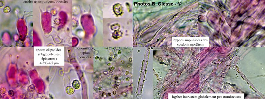 Trechispora candidissima