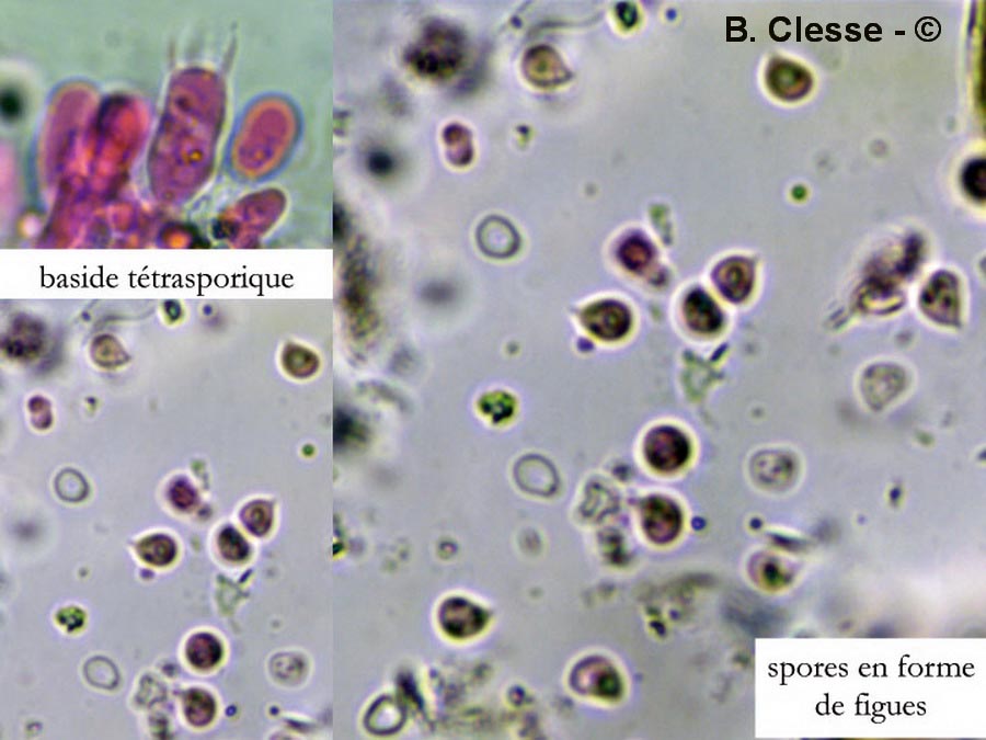 Trechispora cohaerens