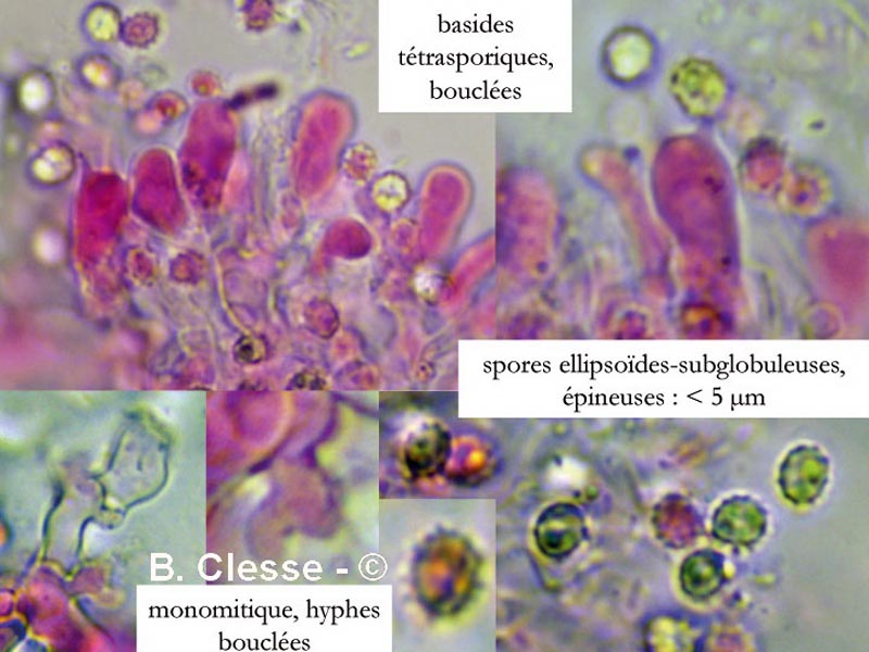 Trechispora farinacea