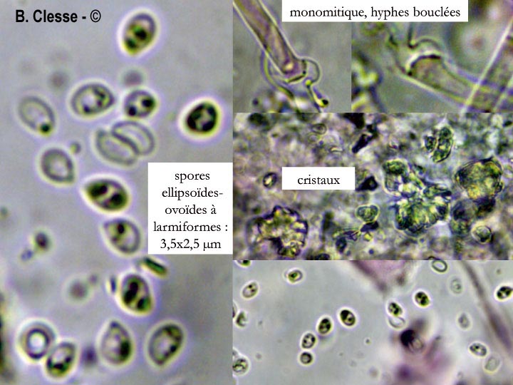 Trechispora kavinioides